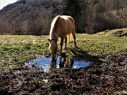 76 Cavallo beve alla pozza presso la  'santella' della Madonna di Caravaggio